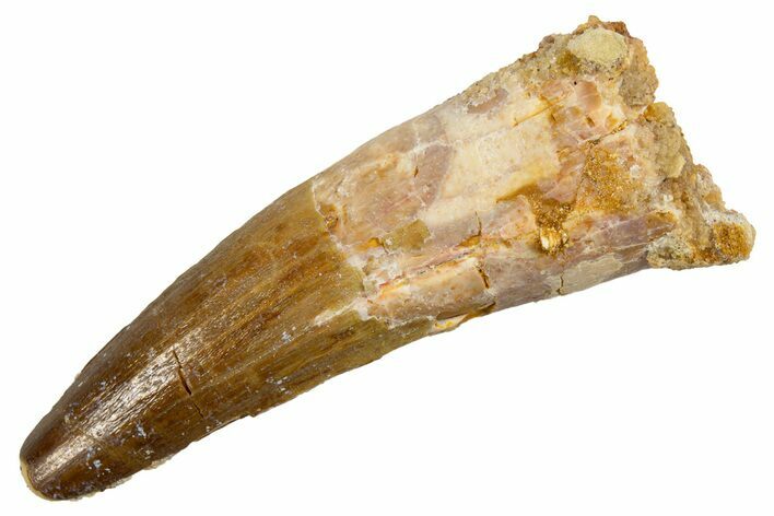 Fossil Spinosaurus Tooth - Real Dinosaur Tooth #326245